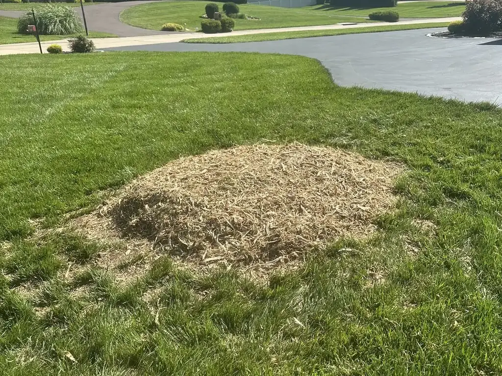 Same front lawn after stump grinding, with a mound of fresh wood chips where the stump was removed