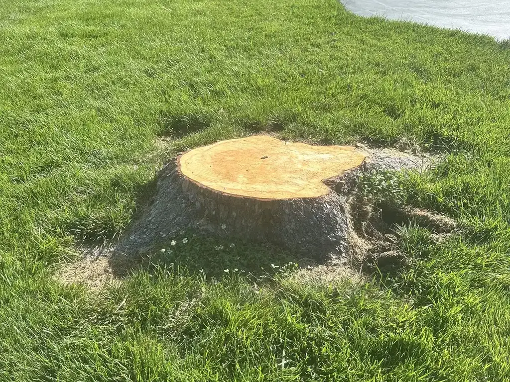 Large freshly cut tree stump in a front lawn beside a curved driveway, before stump grinding
