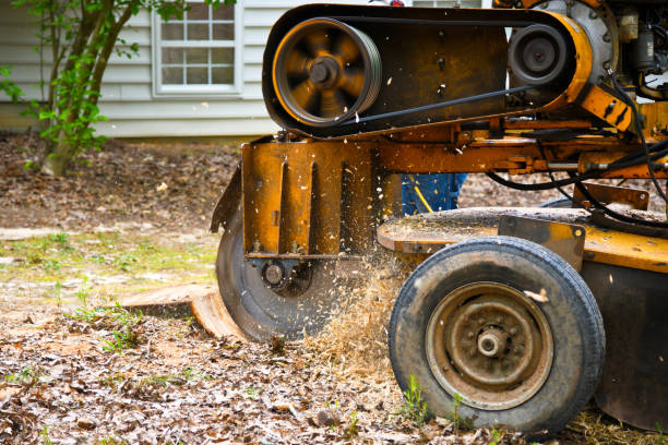 Professional stump grinding crew at work in St. Louis