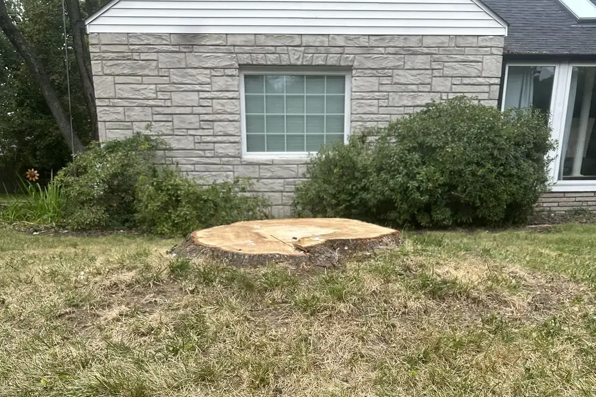 Large freshly cut tree stump in the front lawn of a stone house