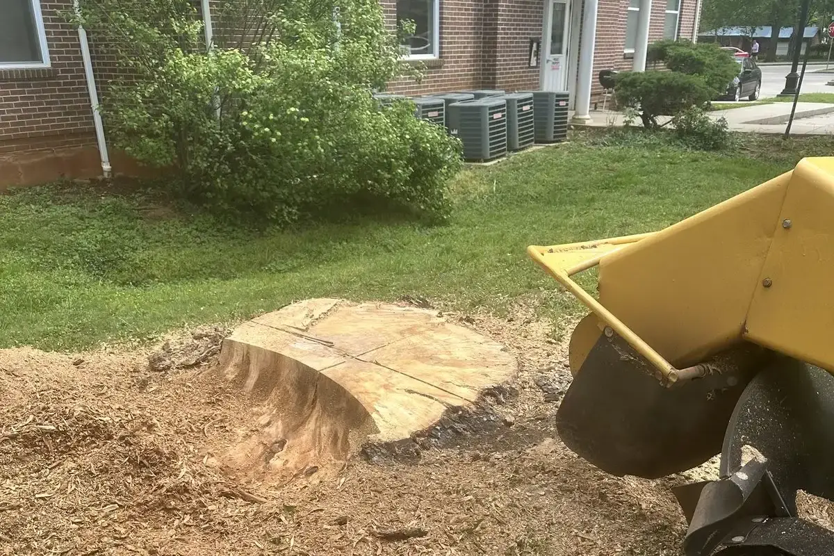 K2 stump grinder cutting into a large tree stump beside a brick building, with wood chips piled around it