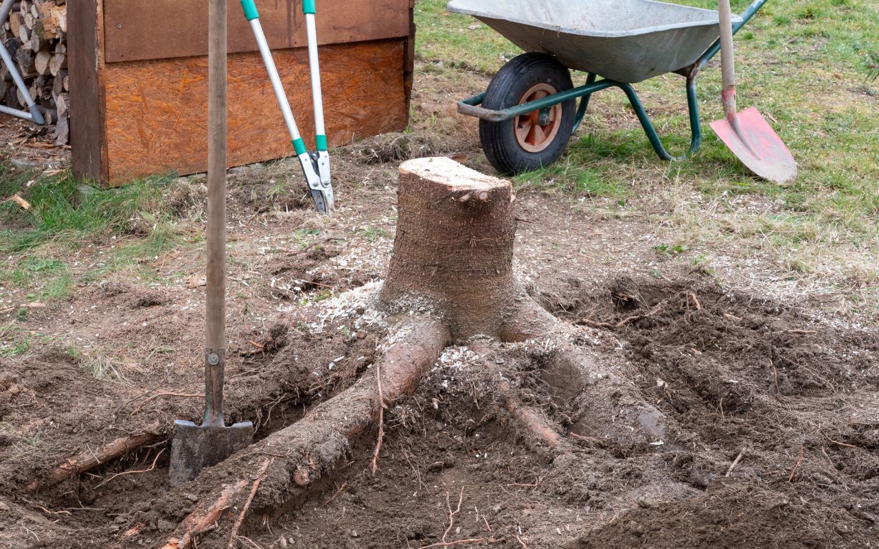 Who Root Removal helps in St. Louis