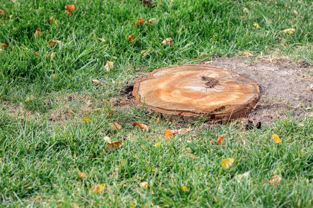 Who Stump Removal helps in St. Louis