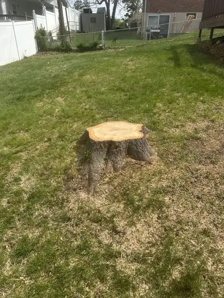 Large tree stump in a backyard lawn beside a white fence