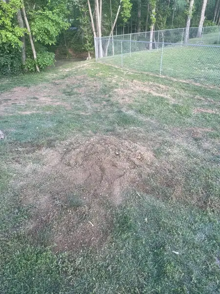 Ground-out patches on a lawn beside a chain-link fence