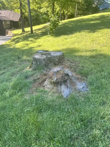 Weathered tree stump in a sloped backyard