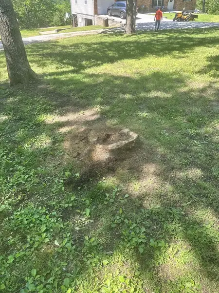 Low tree stump in a shaded lawn near the street