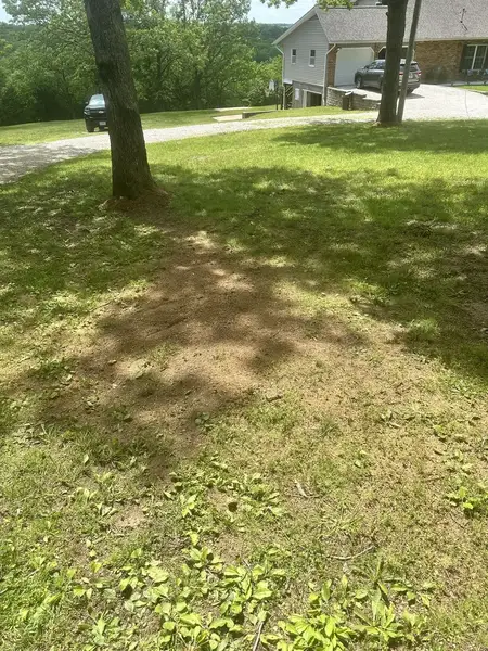 Ground-out patch under a tree in a front yard