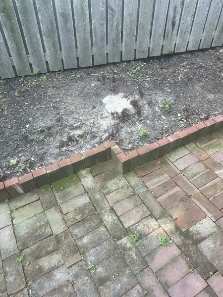 Garden bed along a wooden fence after the stump was ground out