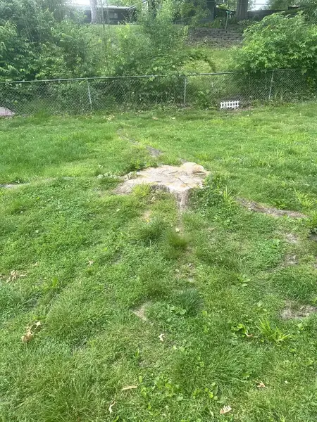 Low stump in a backyard lawn