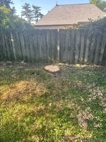 Fresh-cut stump along a wooden fence