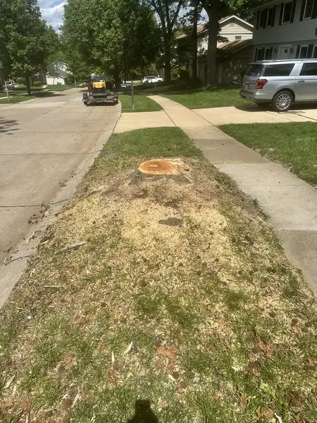 Fresh-cut stump in the grass strip between sidewalk and street