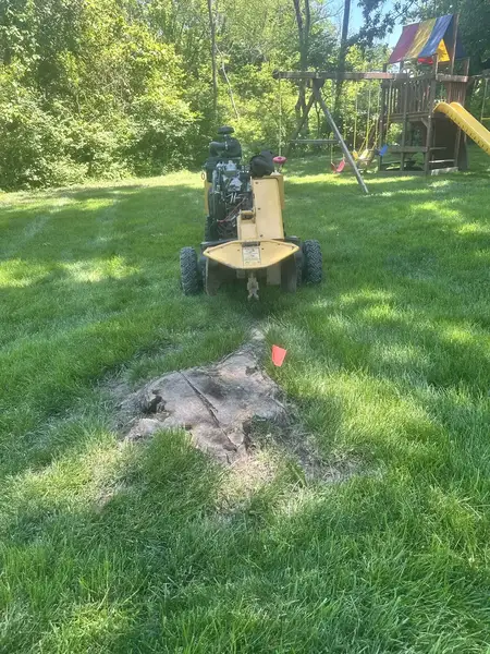 Stump grinder behind a wide stump with surface roots near a playset