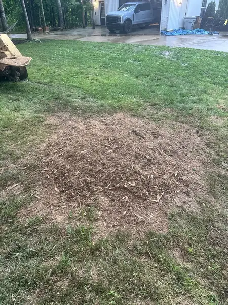Wood chip mound in a front lawn after stump grinding