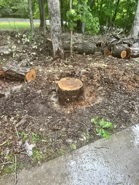 Fresh-cut stump among logs and yard debris