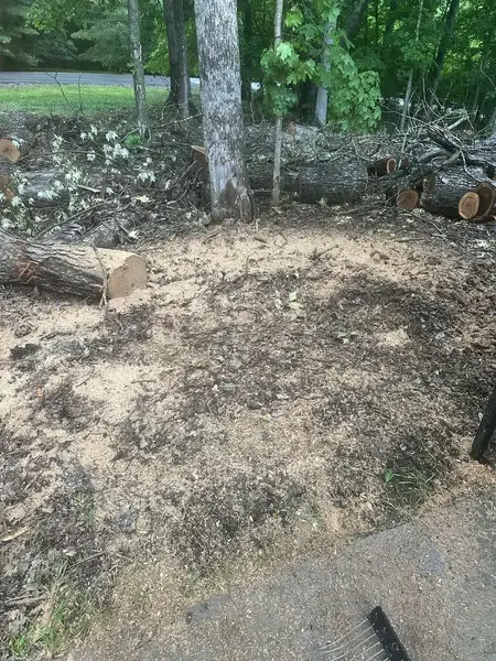 Ground-out area among logs after stump grinding