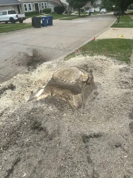 Stump half ground down in a pile of chips by the street