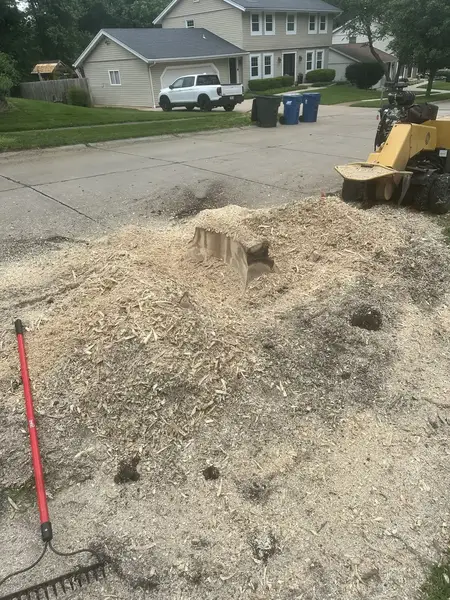 Stump in a large pile of wood chips with a rake nearby
