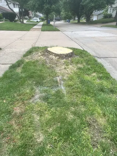 Fresh-cut stump in the grass strip between sidewalks