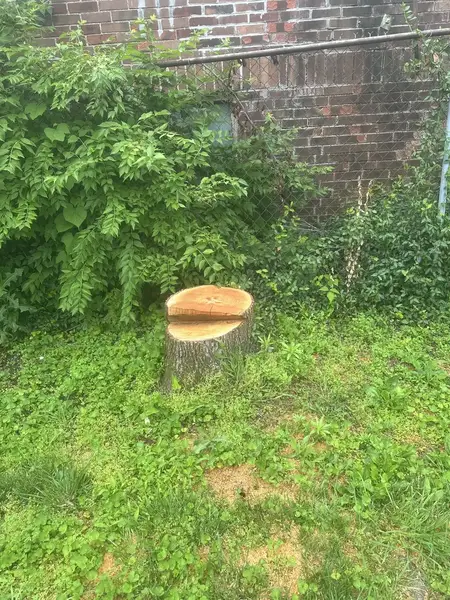 Fresh-cut stump next to bushes by a brick wall