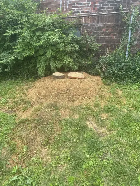 Wood chip mound by bushes along a brick wall