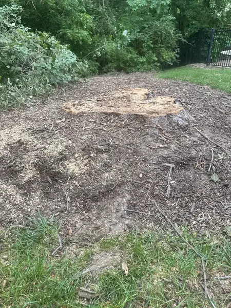 Stump surrounded by a mound of soil and chips during grinding