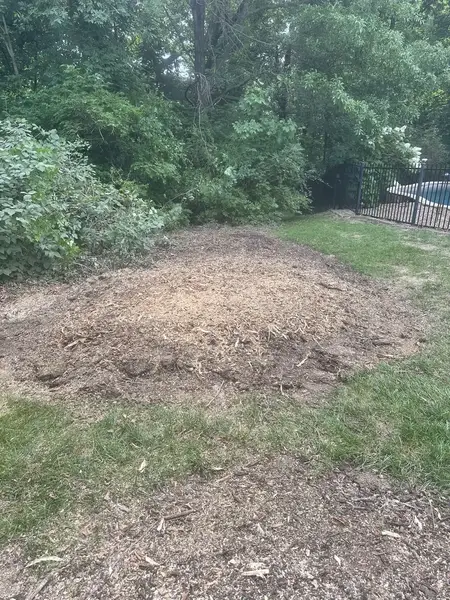 Ground-out mound in a yard beside bushes