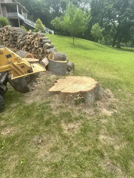Huge tree stump next to a stump grinder and a log pile