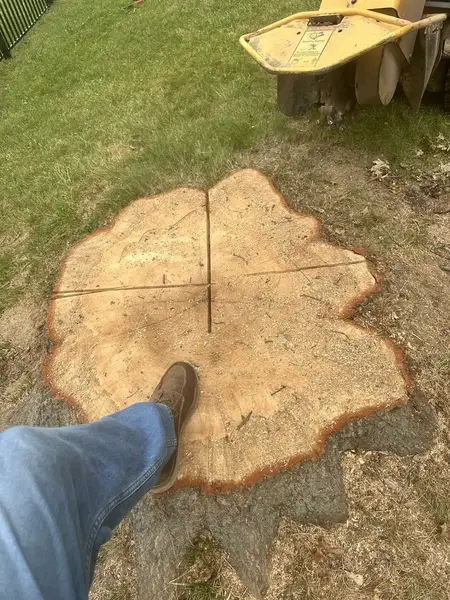 Huge tree stump with a work boot on top for scale