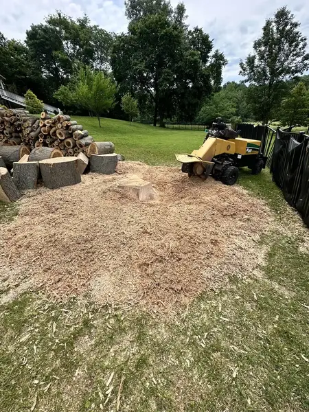 Large chip pile left after grinding a huge stump