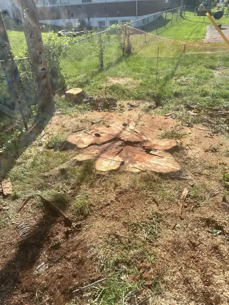 Stump cut flat beside a fence