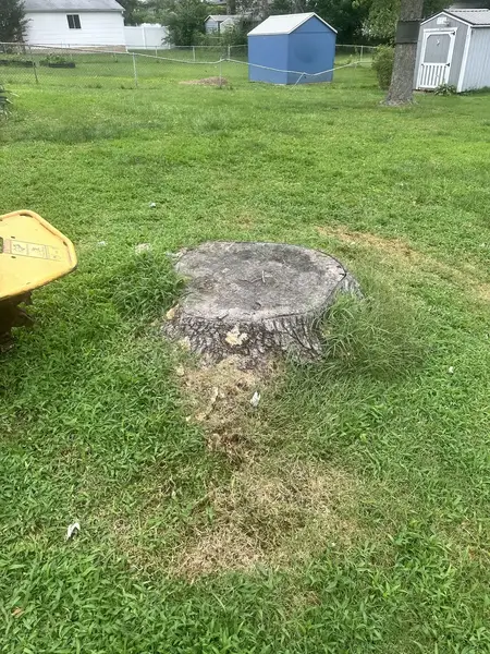 Old stump in a backyard lawn with sheds behind it