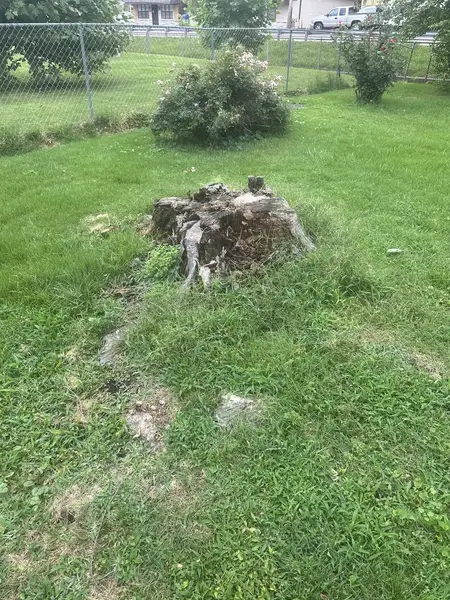 Rotting stump in a lawn near a chain-link fence