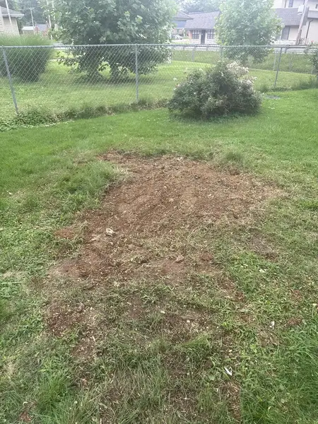 Wood chip patch near a chain-link fence