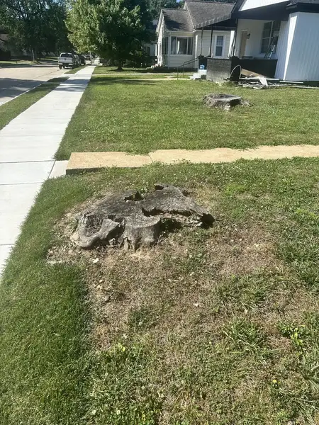 Weathered stump in a front yard by the sidewalk