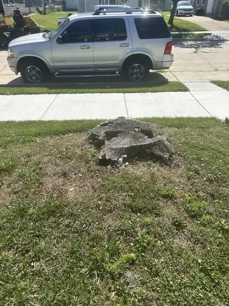 Weathered stump in a front yard near the street