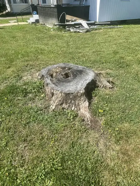 Hollow weathered stump in a lawn