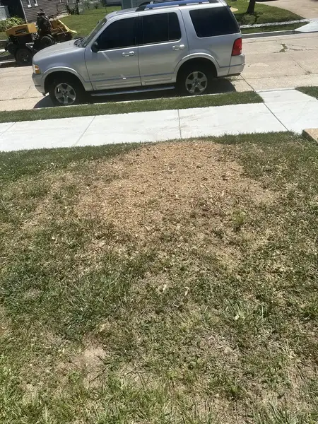 Wood chip patch in a front yard by the street