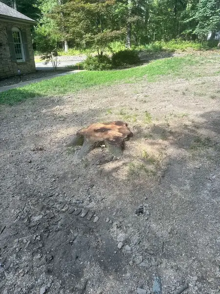 Stump in a bare yard near a house