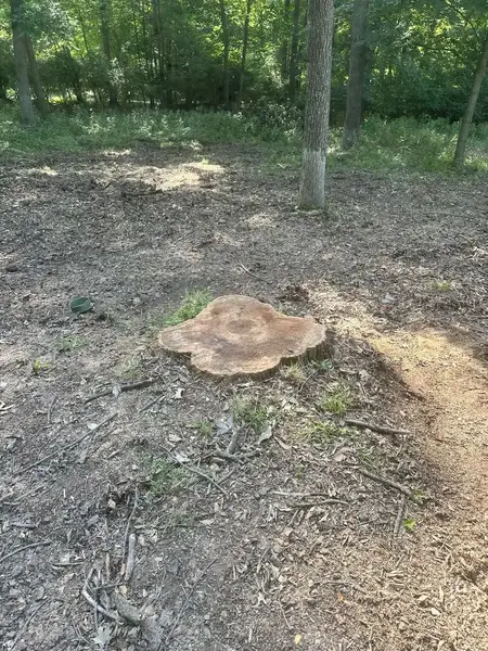 Fresh-cut stump in a wooded yard