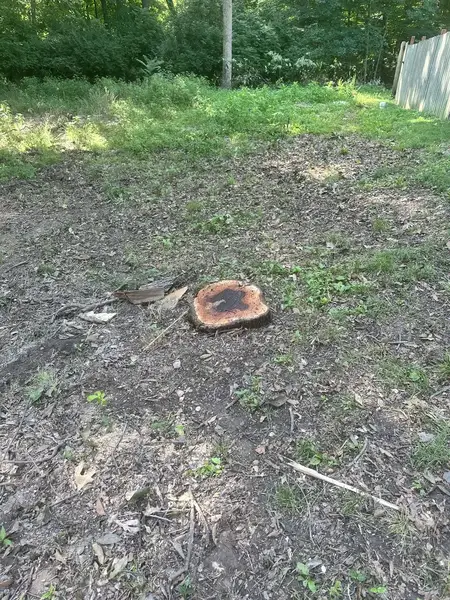 Two stumps in a dirt yard