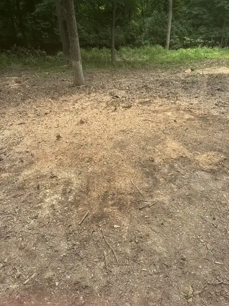 Graded dirt area among trees after stump grinding