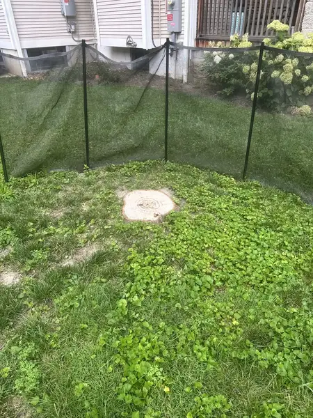 Stump behind a safety screen in front of a house