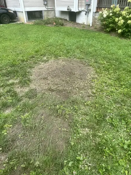 Wood chip patch in a front lawn