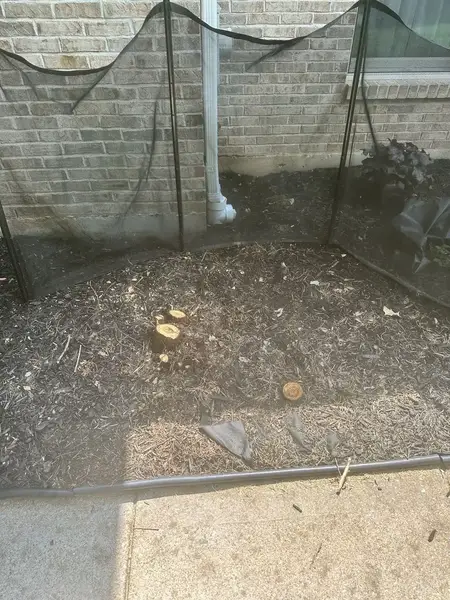 Small stump inside a safety screen by a brick wall