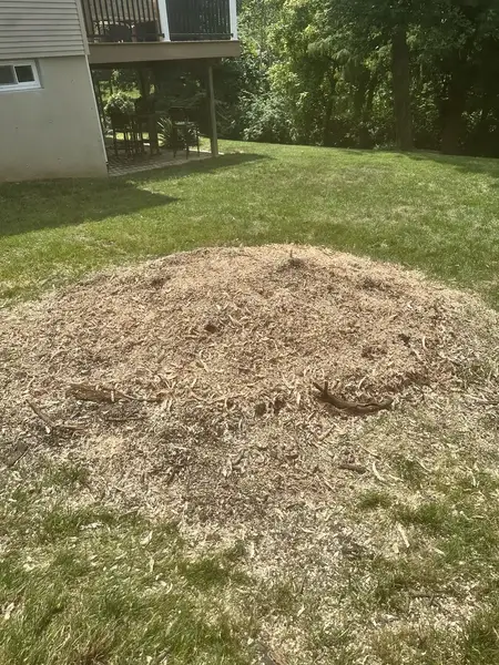 Wood chip mound in a backyard