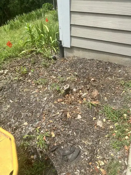 Wood chips by a vinyl-sided wall after stump grinding