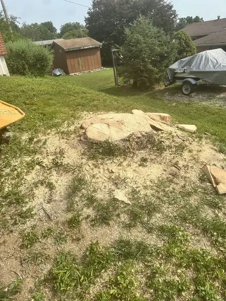 Large stump surrounded by wood chips during grinding