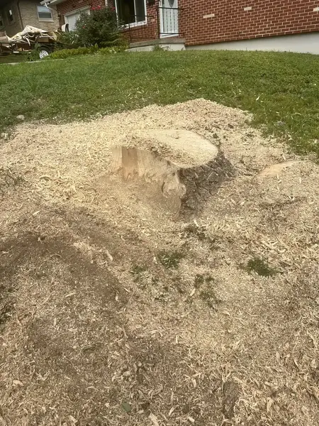 Stump inside a mound of wood chips during grinding