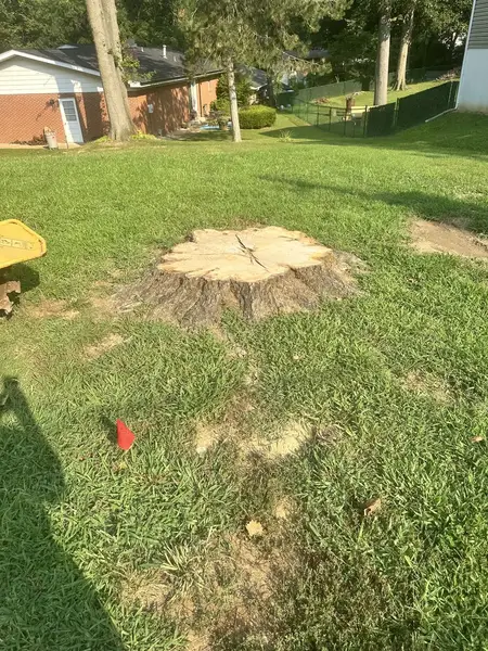 Large stump in a lawn with a utility flag